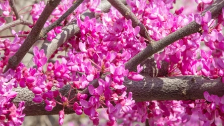 Tej rośliny nie może zabraknąć w twoim ogrodzie. Zachwyca kwitnieniem