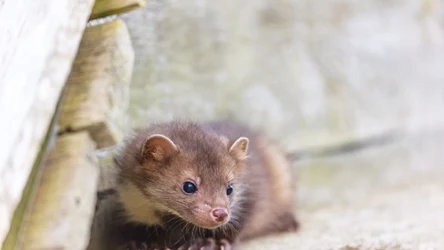 Kuna domowa czyli kamionka