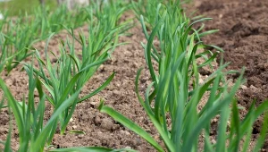 Czosnek marnieje po zimie? Zastosuj "pierwszą pomoc", a wyskoczy w górę