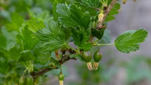 Zawsze wiosną zakopuję pod agrestem. Latem krzewy sypią owocami