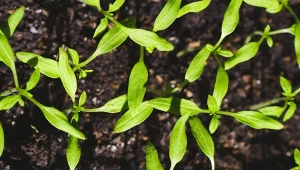 Dobra domowa mikstura na wzmocnienie pomidorów. Sadzonki będą zdrowe