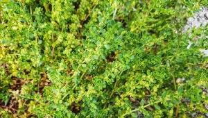 Ta niepozorna roślina działa cuda. Kozieradka i jej właściwości