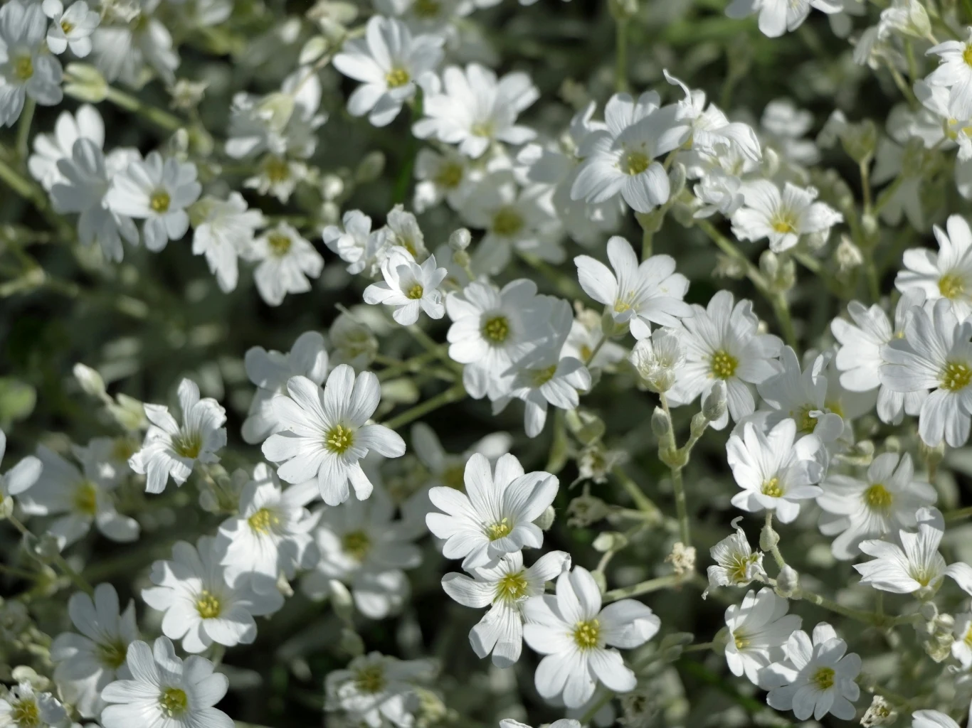 W maju rogownica kutnerowata pokrywa się białymi kwiatkami gęsta kępa drobnych białych kwiatów z żółtymi środkami na tle zielonych liści