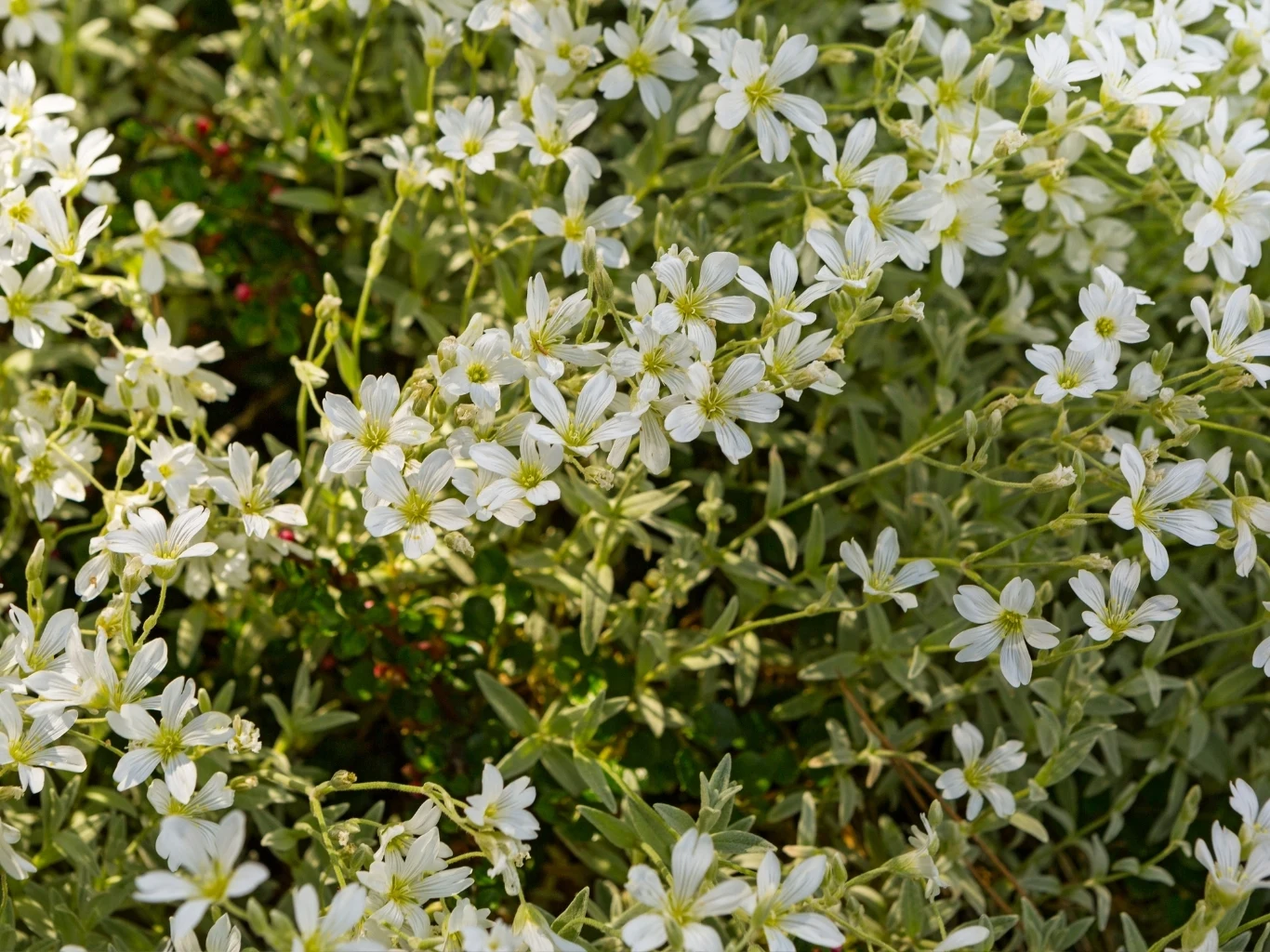 Rogownica kutnerowata zahamuje rozwój chwastów w ogrodzie Gęste skupisko białych kwiatów rogownicy kutnerowatej z żółtymi środkami na tle jasnozielonych liści.