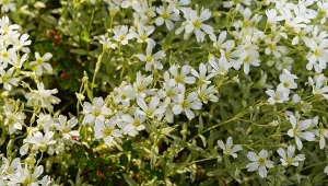 Tworzy białe poduchy kwiatów. Urośnie na suchych miejscach