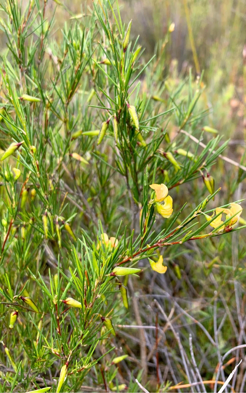 Herbata rooibos powstaje z rośliny aspalathus linearis zielony krzew z drobnymi listkami igiełkowymi, na którym rosną podłużne, żółte kwiaty rozmieszczone wzdłuż gałęzi