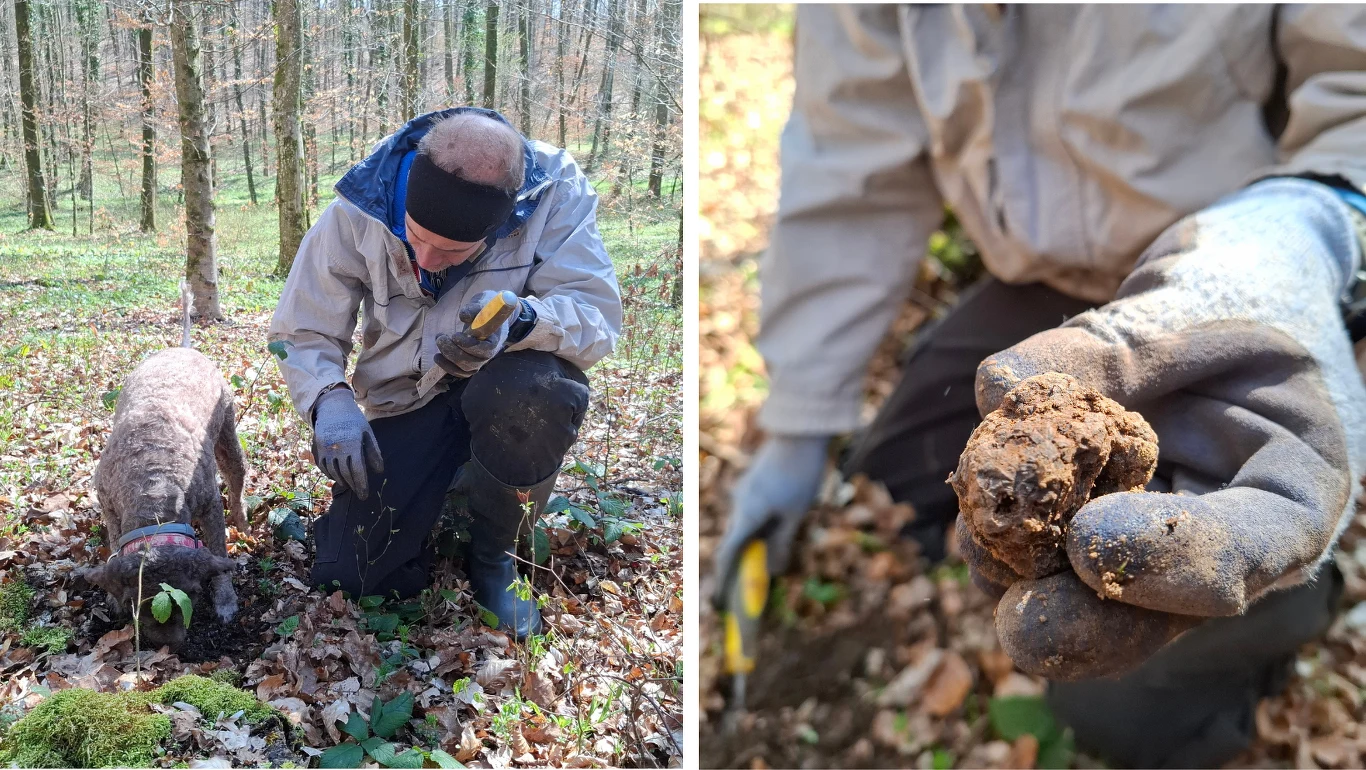 człowiek w kurtce i rękawiczkach klęczy w lesie obok psa, który węszy ziemię, obok zbliżenie na dłoń trzymającą dużą, brązową truflę pokrytą ziemią