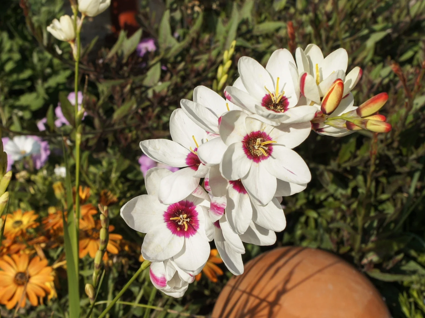 Kiedy jest najlepszy czas na sadzenie iksji? Grono białych kwiatów iksji z różowym środkiem i żółtymi pręcikami na tle zieleni i żółtych kwiatów w ogrodzie
