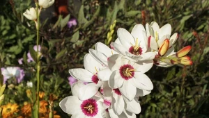 Kiedy jest najlepszy czas na sadzenie iksji?