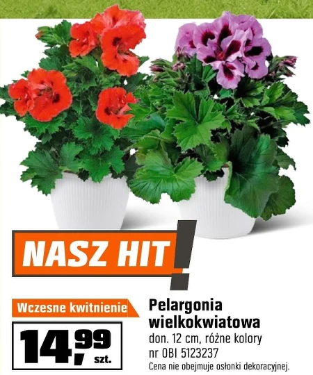 Пеларгонія Hit