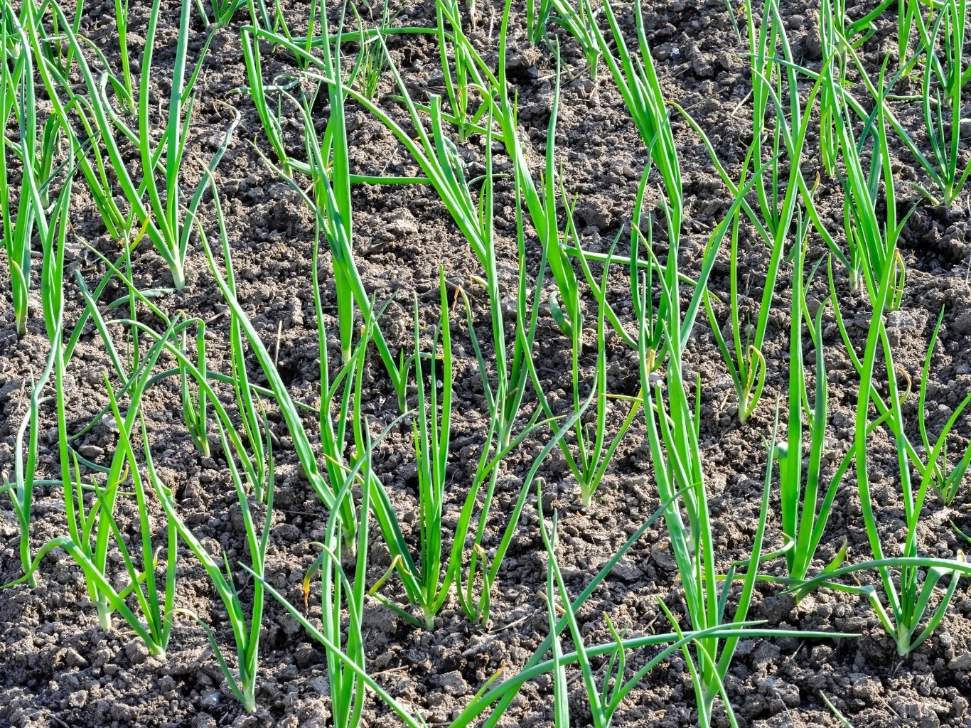 rządki młodej cebuli rosnącej na wilgotnej, ciemnej ziemi uprawnej