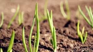 Jak pobudzić cebulę do kiełkowania, gdy stoi w miejscu?