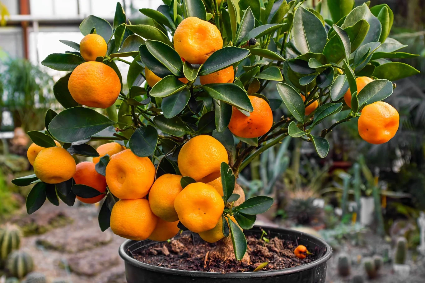 Kalamondynę możemy uprawiać nawet na własnym parapecie Drzewko kalamondyny w doniczce na parapecie z dojrzałymi, pomarańczowymi owocami i ciemnozielonymi liśćmi