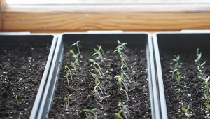 Dobra domowa mikstura na wzmocnienie pomidorów. Sadzonki będą zdrowe