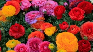 Wygląda jak połączenie róży i piwonii. Możesz już sadzić na rabacie