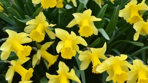 Wiosną podsyp każdą kępkę. Żonkile pokryją się lawiną kwiatów