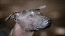 Xoloitzcuintle - prastare psy pochodzące z Meksyku