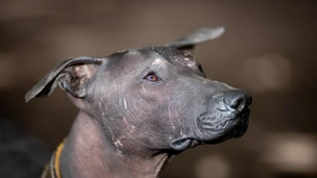 Xoloitzcuintle - prastare psy pochodzące z Meksyku