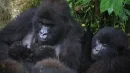 W Demokratycznej Republice Konga urodziły się bliźniaki goryla górskiego