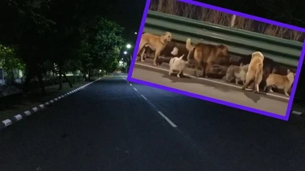 Gdzie wędrowały psy?