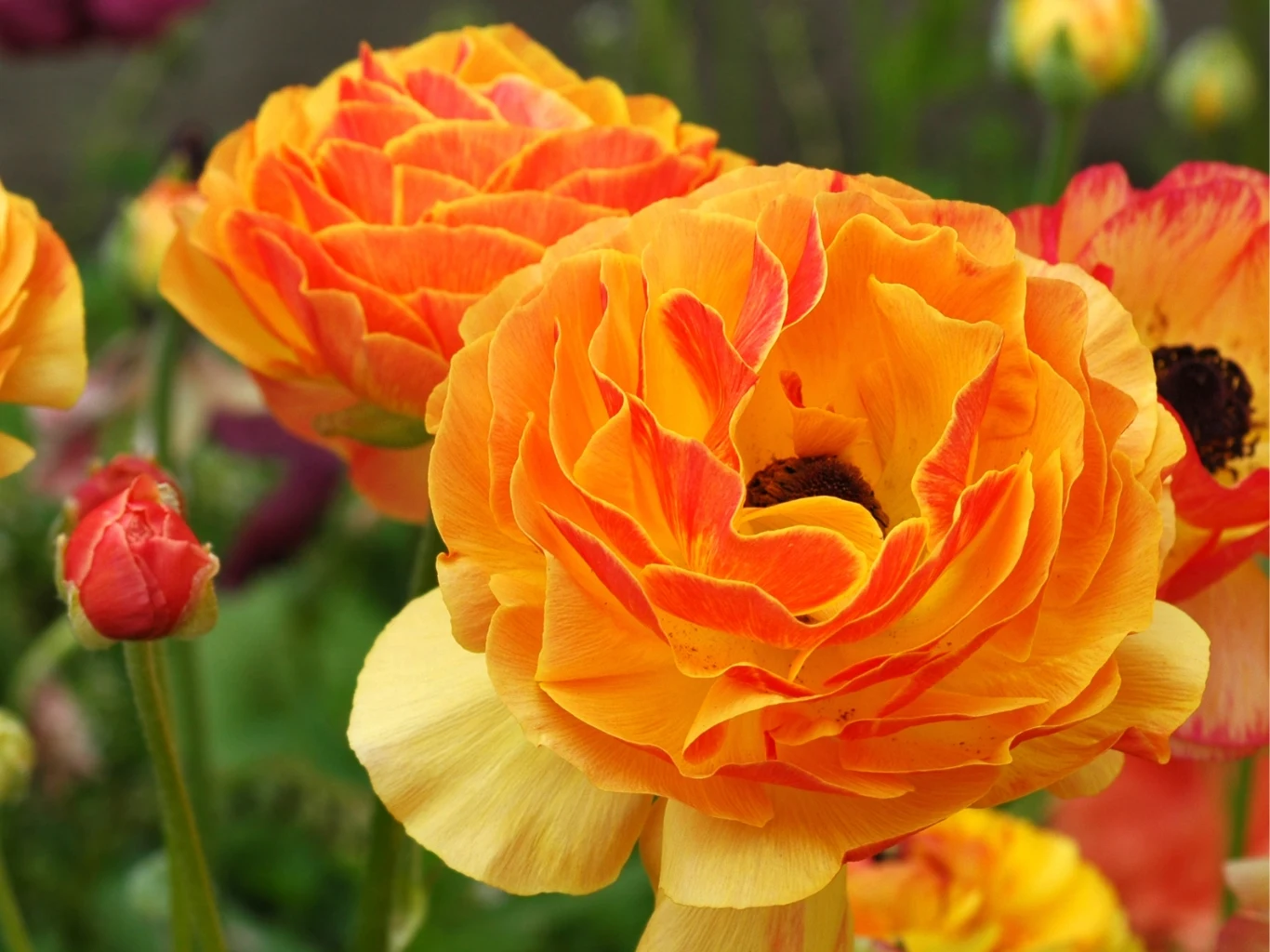 Pomarańczowe i żółte pełne kwiaty jaskrów azjatyckich z widocznymi warstwami płatków na tle zielonych liści i pąków kwiatowych.