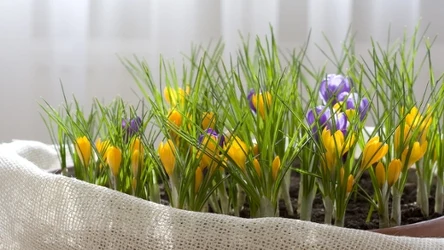Jak uprawiać krokusy w domu? Sprawdź, czego potrzebują te rośliny, by zdrowo rosnąć i długo kwitnąć.
