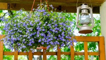 Lobelia to piękna roślina ozdobna. Wysiej ją już teraz, a zakwitnie na przełomie maja i czerwca. 