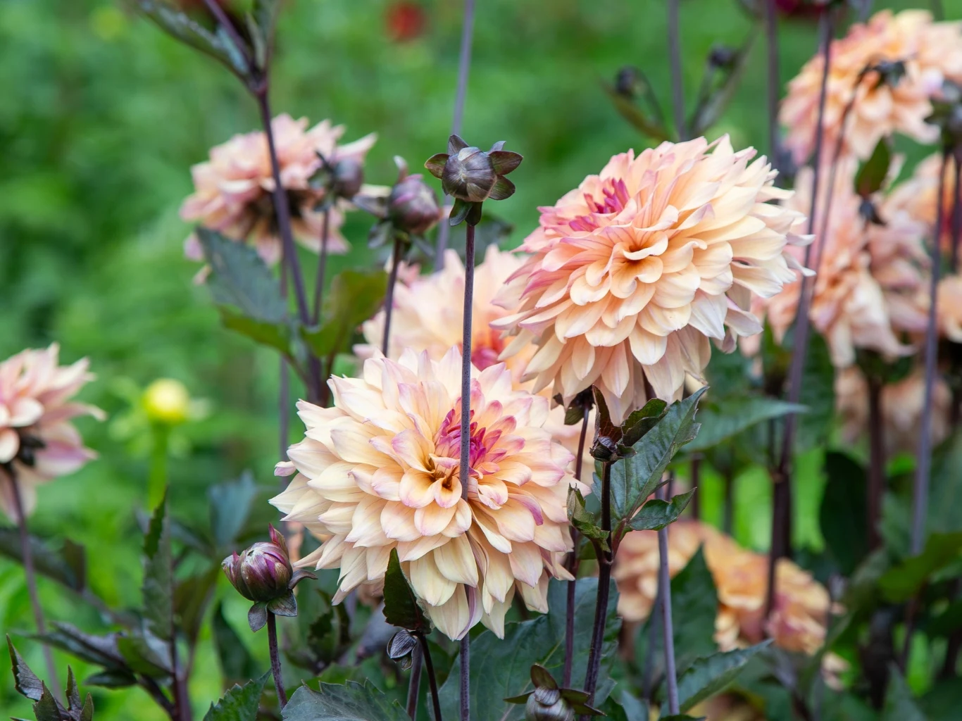 Co zrobić, żeby dalie szybciej kwitły i nie były atakowane przez szkodniki? Kwiaty dalii o jasnokremowych płatkach z różowymi akcentami, ciemnozielone liście, ciemnobrązowe łodygi.
