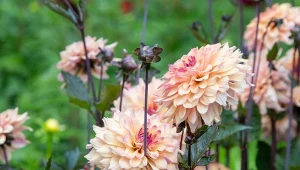 Dalie zakwitną szybciej niż zwykle. Ślimaki będą je omijać z daleka