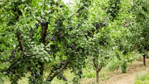 Warto posadzić przy śliwie. Zdrowych owoców będzie zatrzęsienie