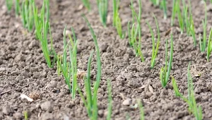 Dobra odżywka do podlewania cebuli. Szybko wykiełkuje i plon będzie solidny