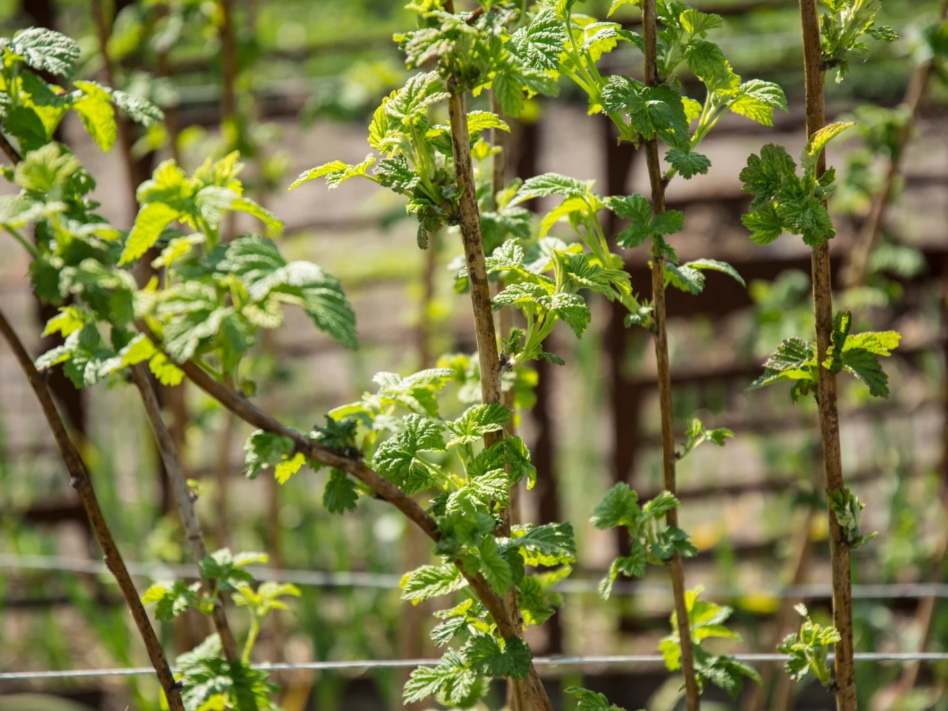Jak nawozić maliny w marcu i kwietniu? Młode pędy malin wspinające się po podporach, wyraźne liście, w tle zamazane elementy ogrodu.