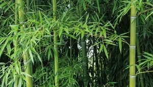 Najlepsze gatunki bambusa na żywopłot. Unikniesz problemów z sąsiadami