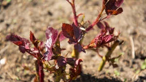 Róże pokochają naturalny sposób nawożenia. Będą mieć kwiat na kwiatku 