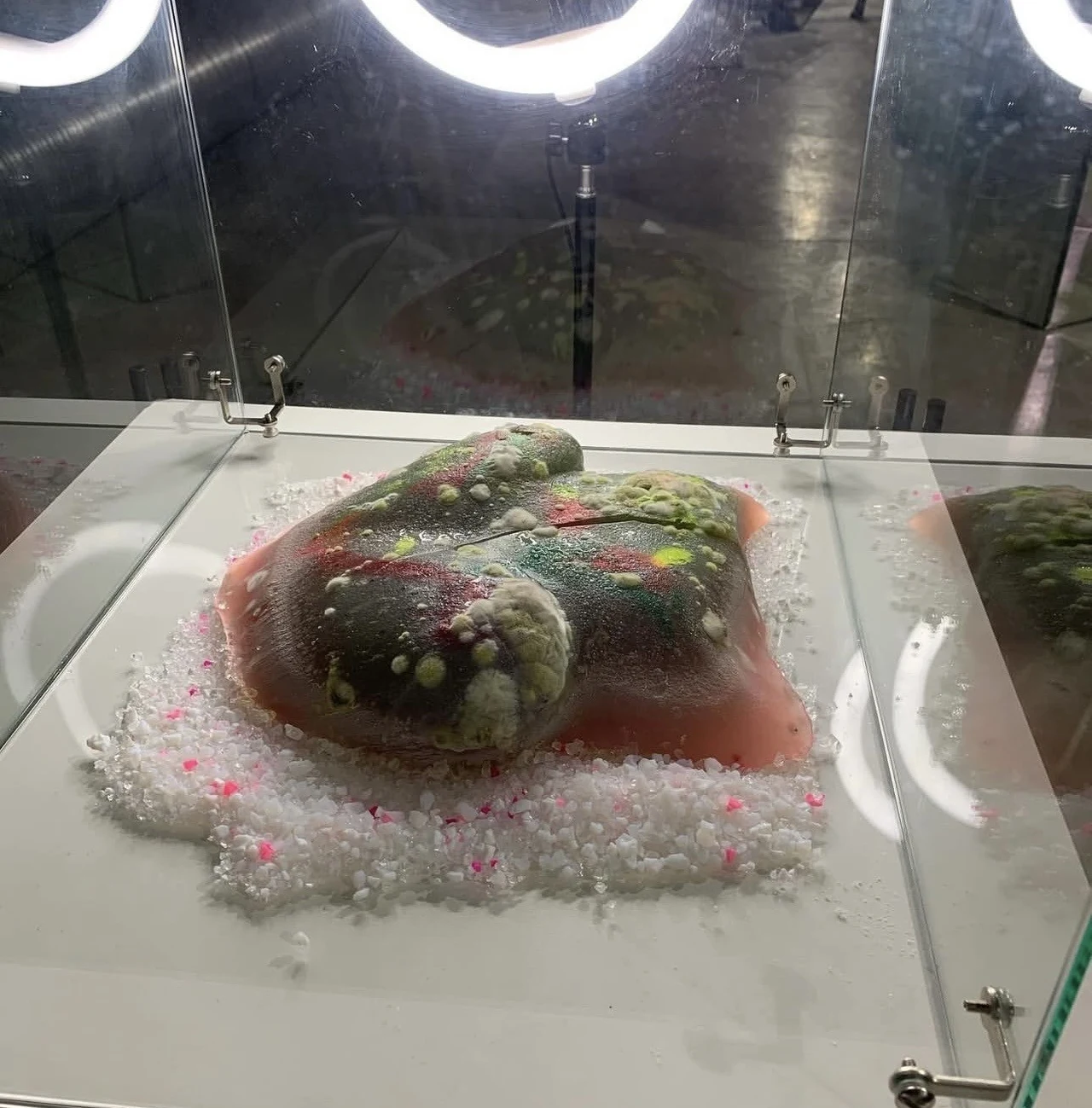 obiekt biologiczny, pokryty kolorową pleśnią i śluzem, umieszczony w szklanej gablocie na białej powierzchni z rozsypanymi przezroczystymi oraz różowymi kulkami, oświetlony przez lampy pierścieniowe