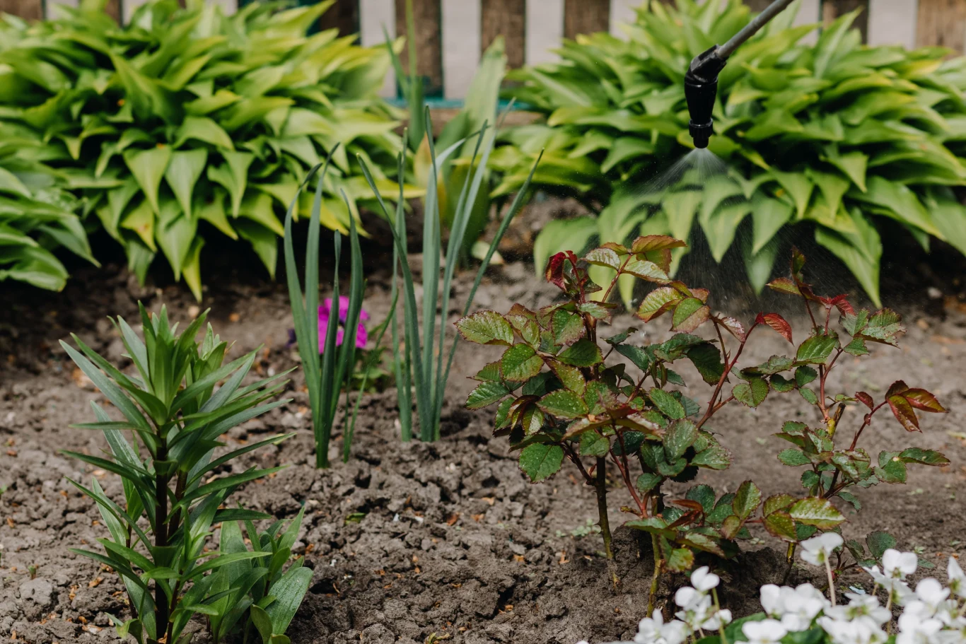 ogród z młodymi roślinami, w tym krzewami róż, liliowcami i pojedynczym fioletowym kwiatem, podlewany za pomocą czarnej dyszy, w tle gęsto rosnące funkie