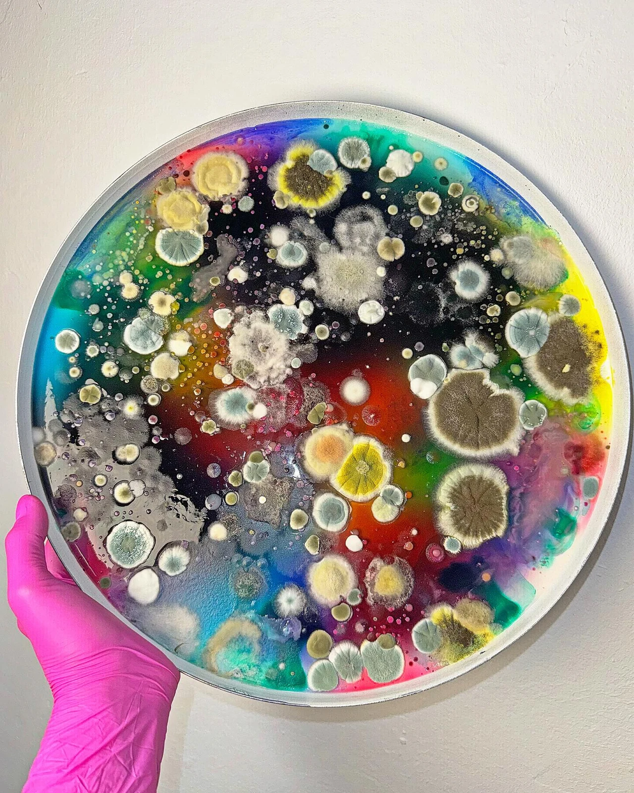 kolorowa płytka Petriego pokryta licznymi koloniami pleśni o różnej wielkości i odcieniach, trzymana przez osobę w różowej rękawiczce ochronnej