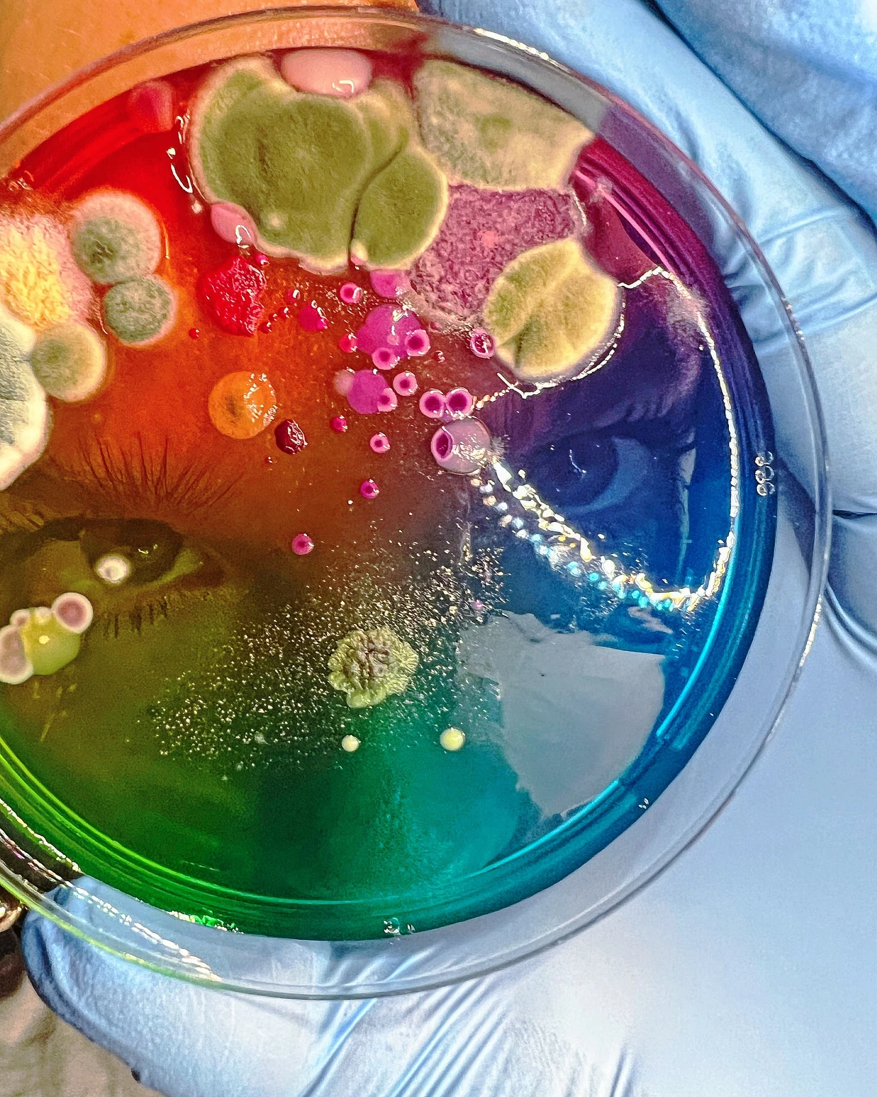 Kolorowa szalka Petriego z wielobarwnymi koloniami bakterii i pleśni, trzymana w niebieskiej rękawiczce laboratoryjnej; w tle odbicie twarzy z widocznymi oczami i rzęsami, iluminowane odbiciem świateł.
