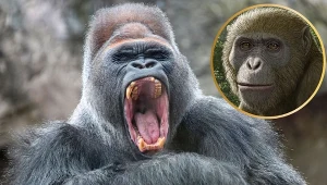 Zaskakujące odkrycie ws. małp. Rozwinęły się gdzie indziej, niż myśleliśmy