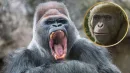 Zaskakujące odkrycie ws. małp. Rozwinęły się gdzie indziej, niż myśleliśmy