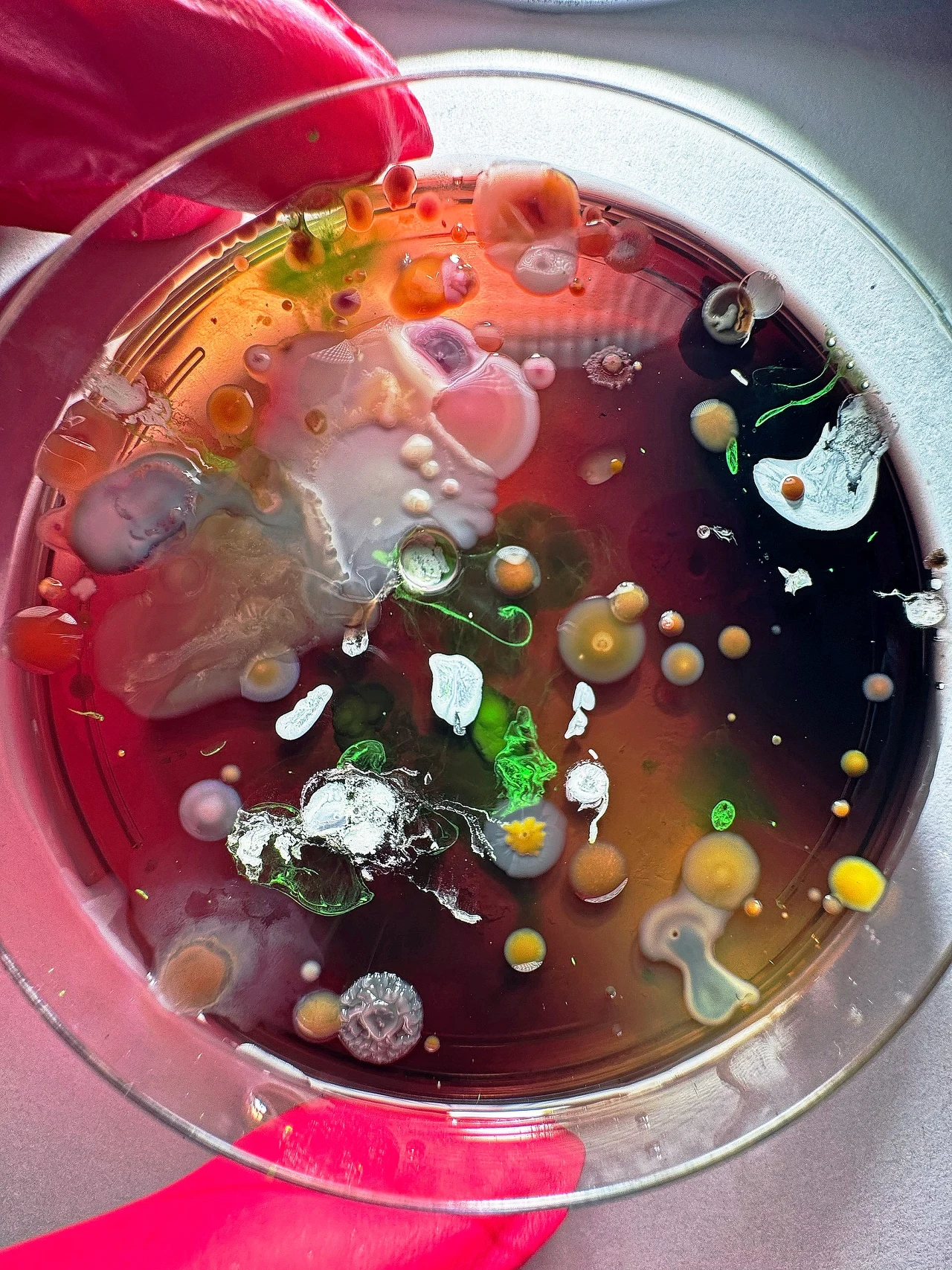 kolorowe kolonie bakterii i pleśni o różnych rozmiarach i kształtach na pożywce w szalce Petriego, z widocznymi strukturami o barwie żółtej, zielonej, białej i pomarańczowej, trzymanej przez osobę w czerwonych rękawiczkach