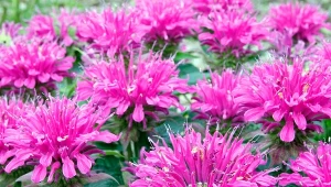 Nieziemsko kwitnący maratończyk. Nie boi się suszy i odstrasza kleszcze