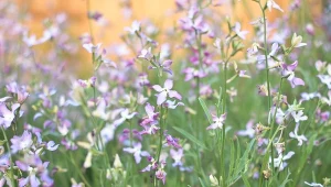 Wieczorami pachnie jak najdroższe perfumy. Kwitnie do jesieni