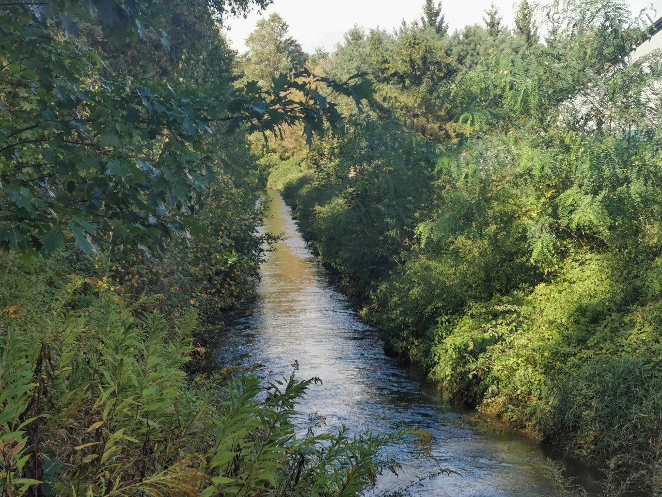Wąska rzeka płynąca przez gęsto zarośnięty zielenią krajobraz, otoczona wysokimi drzewami i krzewami po obu stronach.
