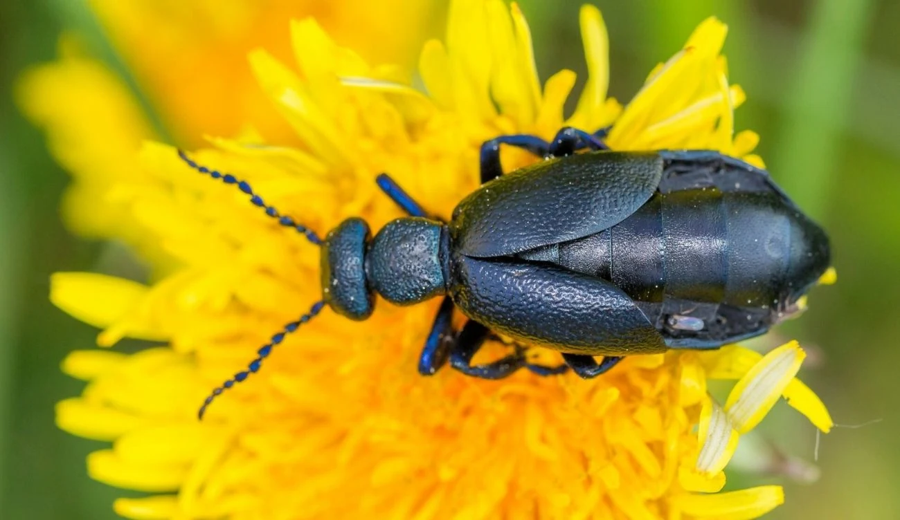 Oleica krówka jest uważana za najniebezpieczniejszego owada w Polsce Oleica krówka, czarny chrząszcz o błyszczącym pancerzu, na żółtym kwiecie mniszka lekarskiego.