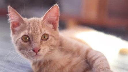 Koty stanowią zbyt duże niebezpieczeństwo - uważają przyrodnicy w Australii