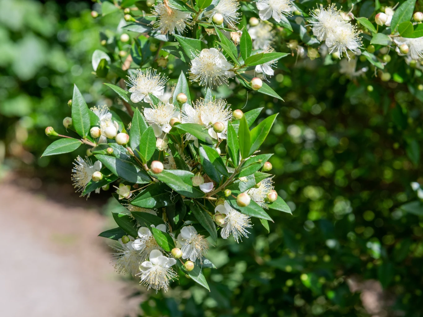 Zarówno kwiaty, jak i liście mirtu zwyczajnego przyjemnie pachną. gałązka mirtu zwyczajnego z błyszczącymi, zielonymi liśćmi oraz licznymi białymi, puszystymi kwiatami i kulistymi pąkami