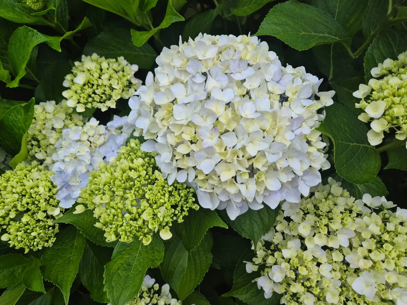 jasne, kremowobiałe kwiatostany hortensji otoczone soczystą zielenią liści, centralnie widoczny jeden w pełni rozwinięty kwiat, wokół kilka mniejszych, jeszcze nierozwiniętych kwiatostanów