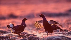 Ptaki rywalizują, biegają szybko po ziemi i wydają głośne okrzyki.