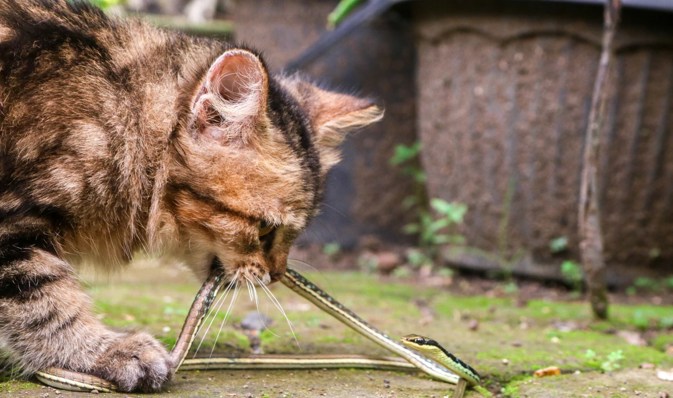 kot wpatrujący się uważnie w węża, dotykający jego głowy nosem na tle ogrodowej donicy